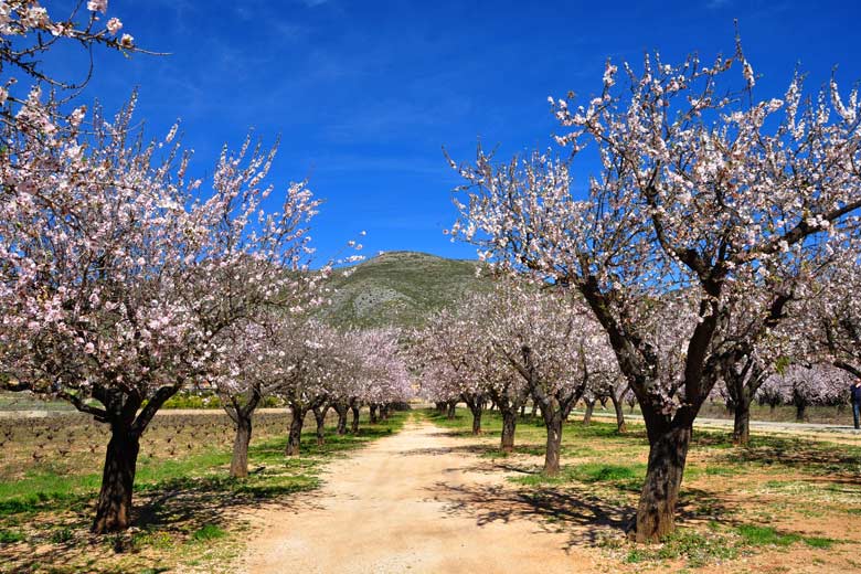 Almond blossom in January, Costa Blanca, Spain