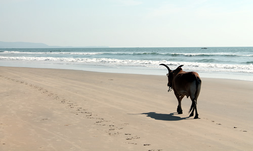 Benaulim Beach in Goa © sophieontrack.com