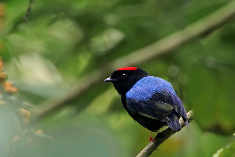 Blue-backed manakin, Tobago rainforest