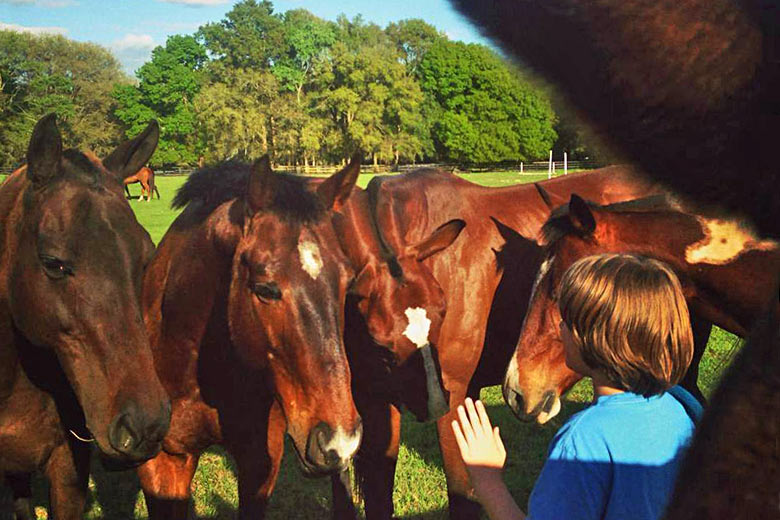 Up close and personal with friendly horses