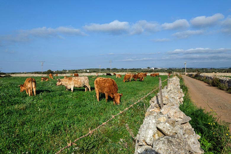 Cows by the roadside in Menorca