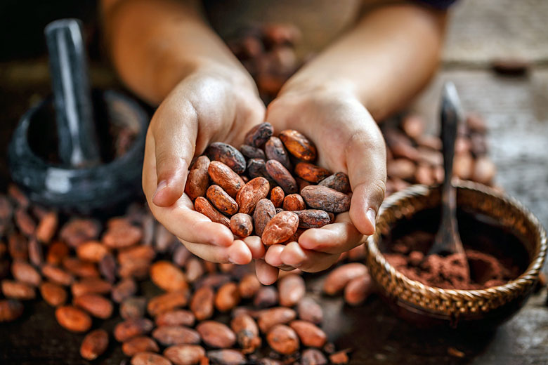 Discover how chocolate is made in St Lucia