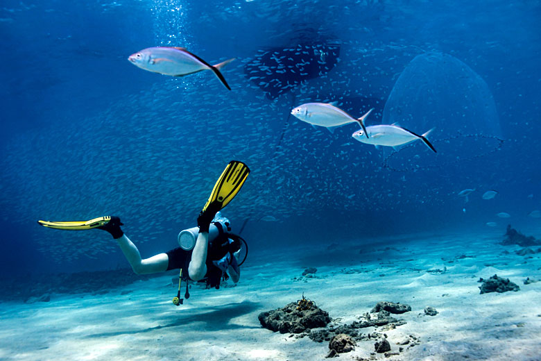 Curaçao is a popular dive destination