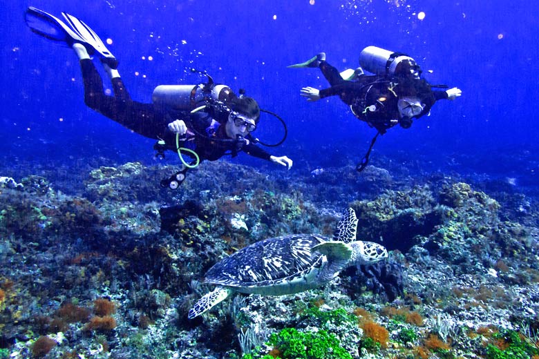 Drift dive with Hawksbill turtle, Cozumel