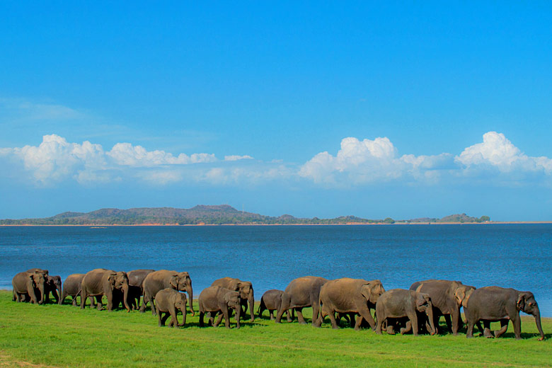 Elephants in Minneriya National Park, Sri Lanka