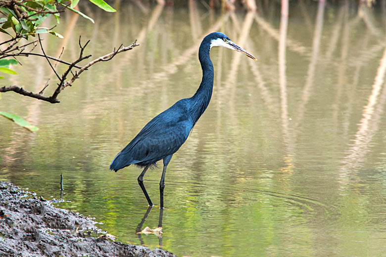 Gambia is home to nearly 600 bird species