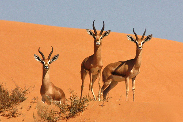 Curious gazelle in the Dubai Desert Conservation Reserve