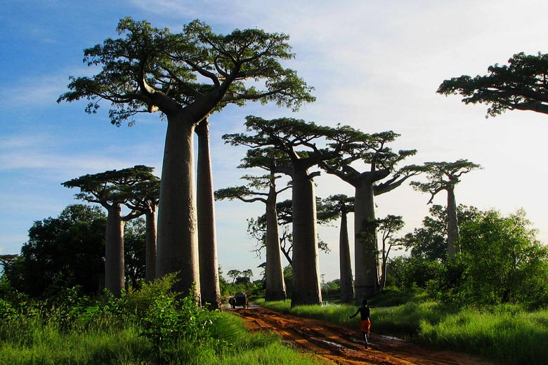 Giant Baobab trees, Madagascar