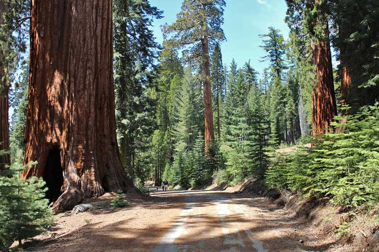 Walking through sequoia forest, California