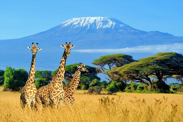 Giraffes in Amboseli National Park