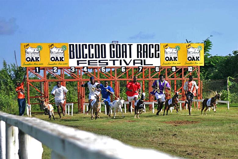 Try a day at the goat races in Buccoo