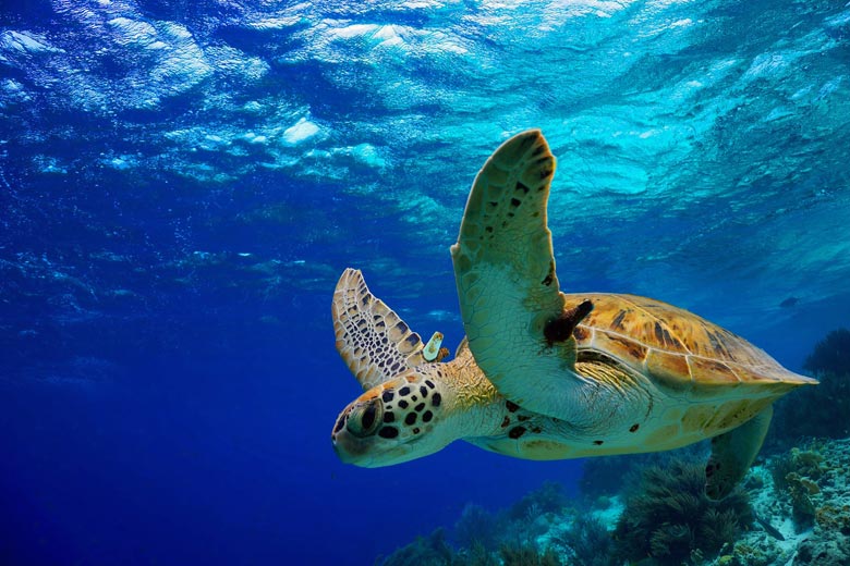 Green turtle, a common sight on Mexico's Caribbean coast