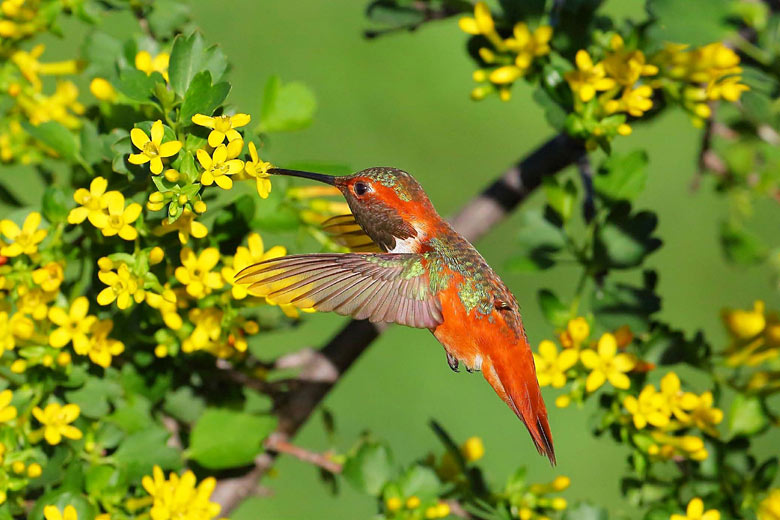 Rufous hummingbird feeding in Vallarta Botanical Gardens