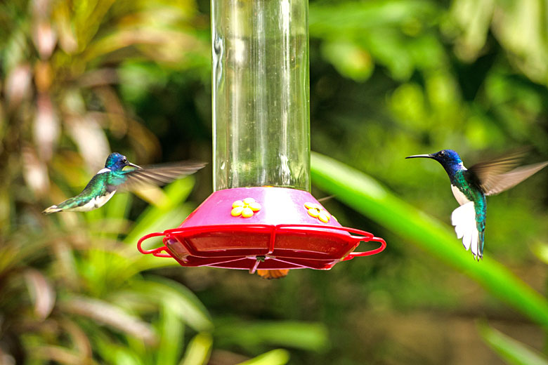 Hummingbirds at the Adventure Farm & Nature Reserve, Tobago