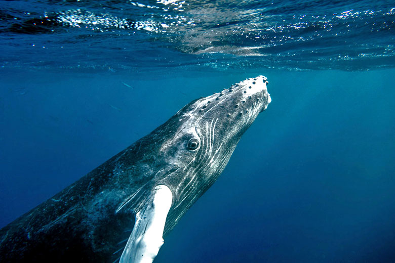 Inquisitive humpback calf spying on whale watchers