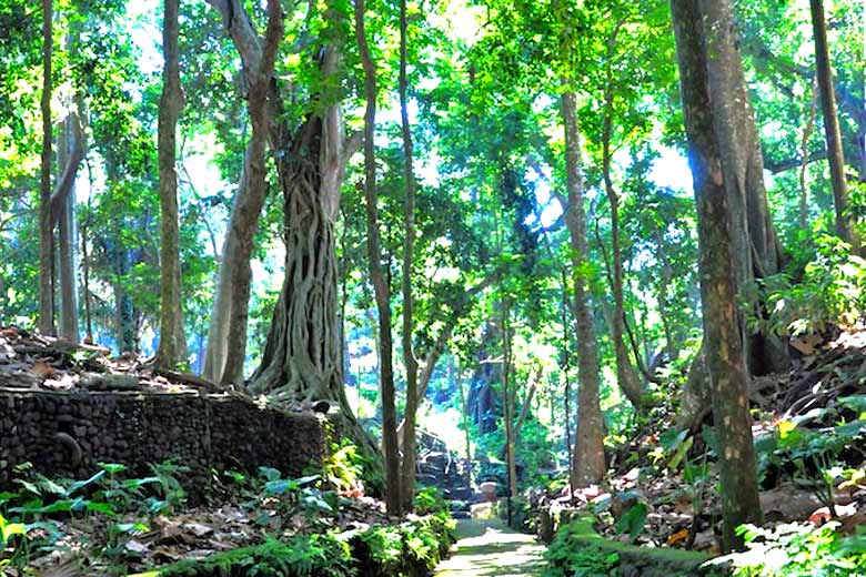Inside the Monkey Forest Ubud, Bali