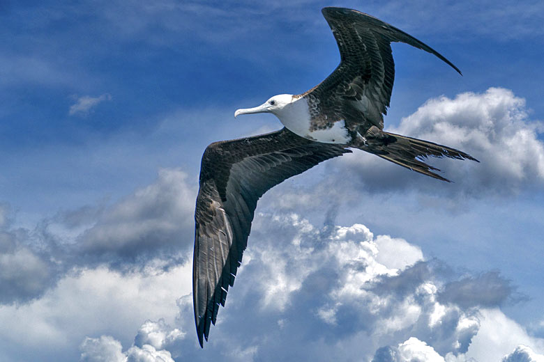 Juvenile frigatebird soaring effortlessly over the Galapagos