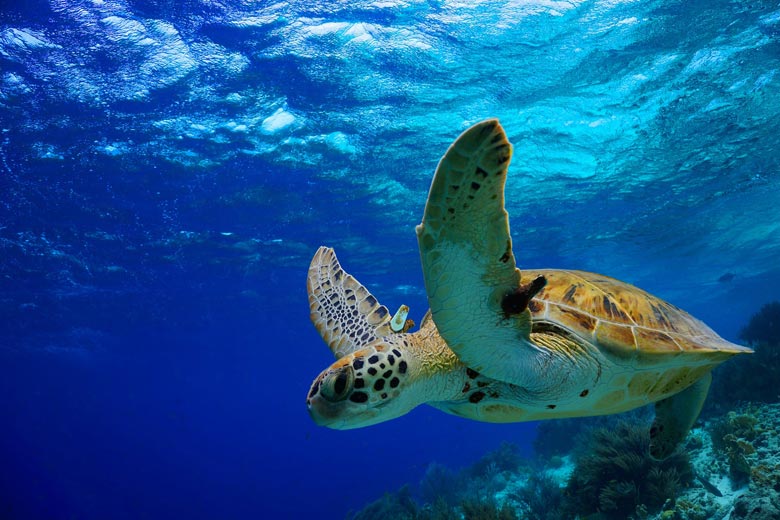 Juvenile green turtle on the reef