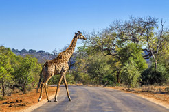 How to get the most out of Kruger National Park