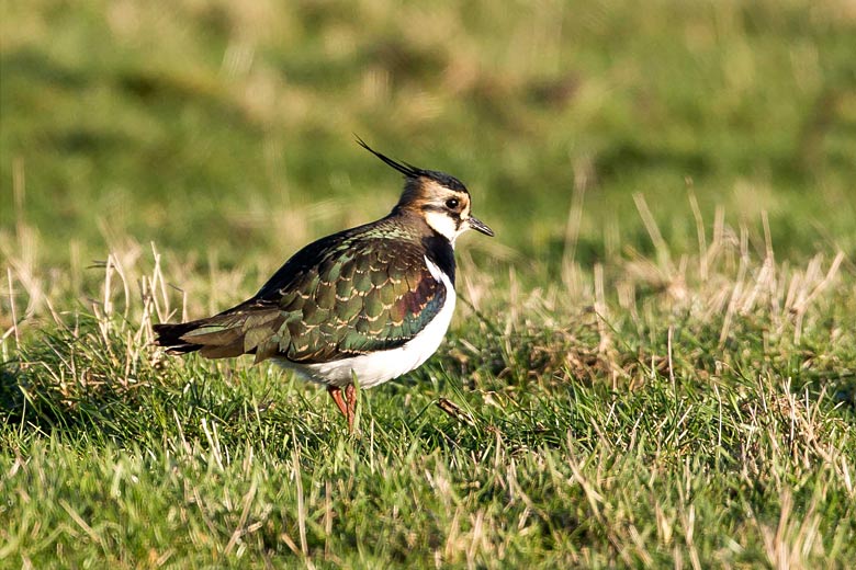 Lapwing in Elmley Marshes Nature Reserve, Kent