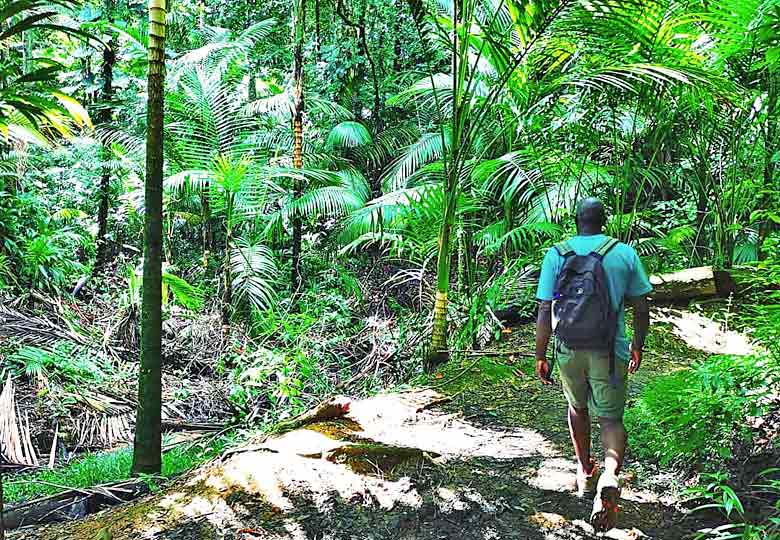 Book an expert guide to show you Main Ridge Forest Reserve, Tobago