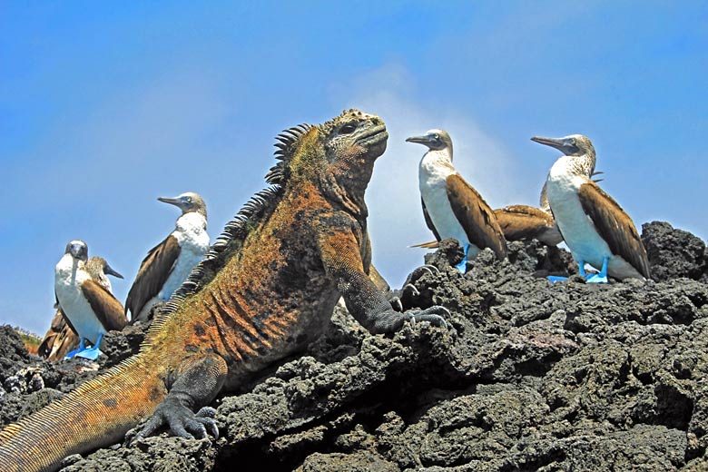 Marine iguana with blue-footed boobies on the sharp lava rocks of Isabela Island