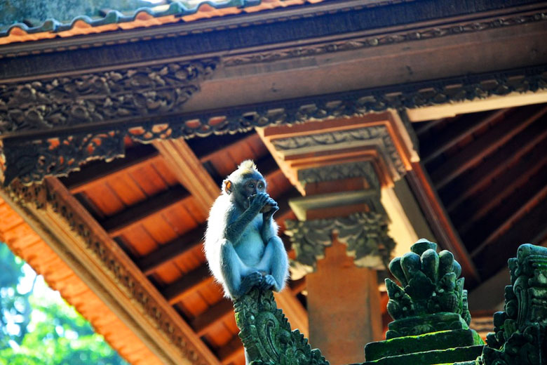Monkey feeding in temple