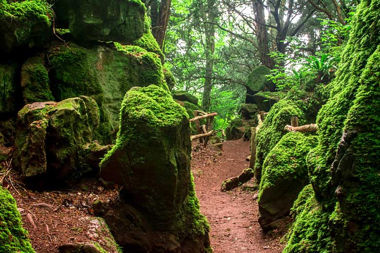 Moss-covered rocks of Puzzlewood, Forest of Dean