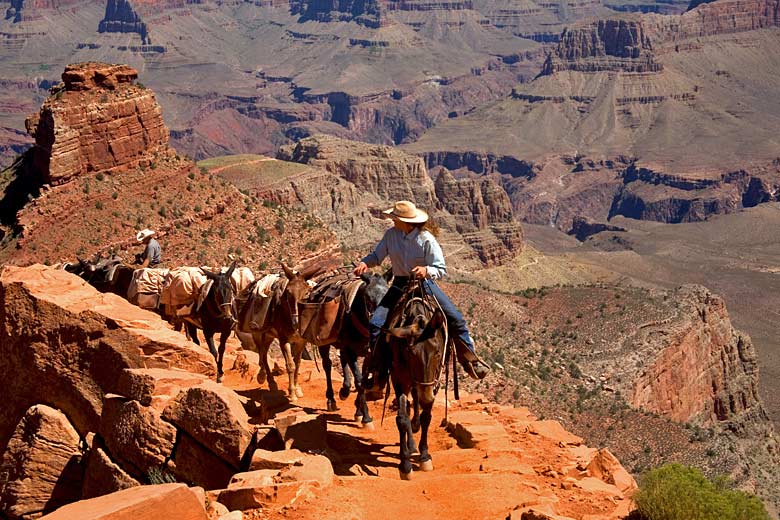 Mule train on the steep South Kaibab Trail, Grand Canyon