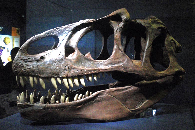 Museo Elder dinosaur skull, Gran Canaria