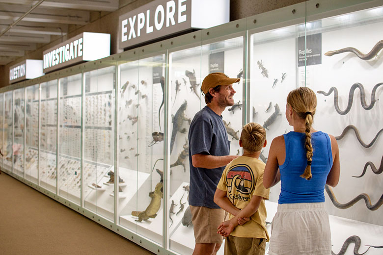 Delve into the collections at the Queensland Museum