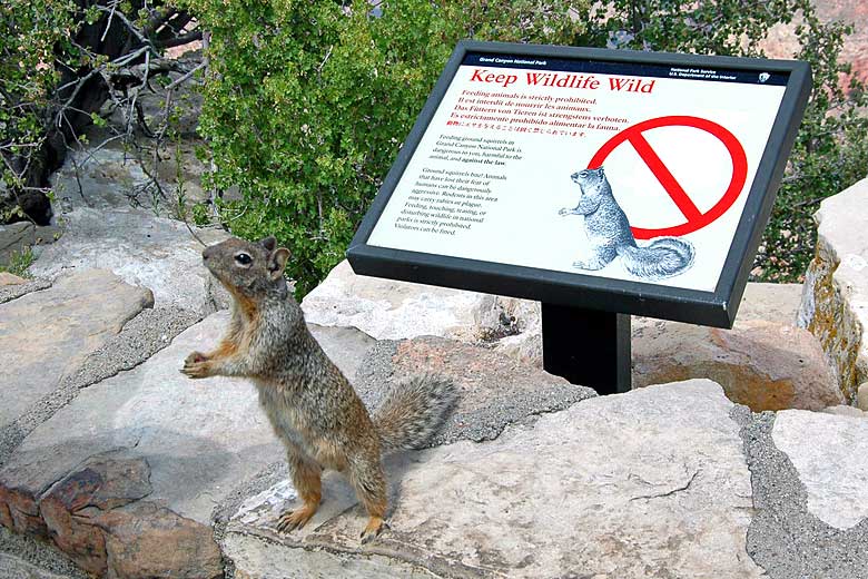 Watch out for Rock Squirrels - they bite!