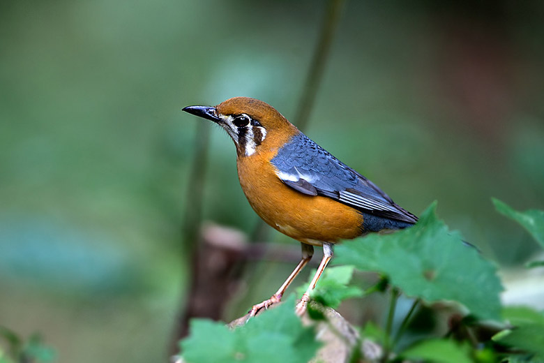 Orange-headed thrush in bird sanctuary near Cochin