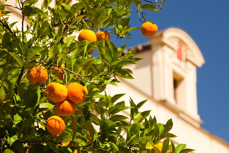 Orange trees on a street in Seville