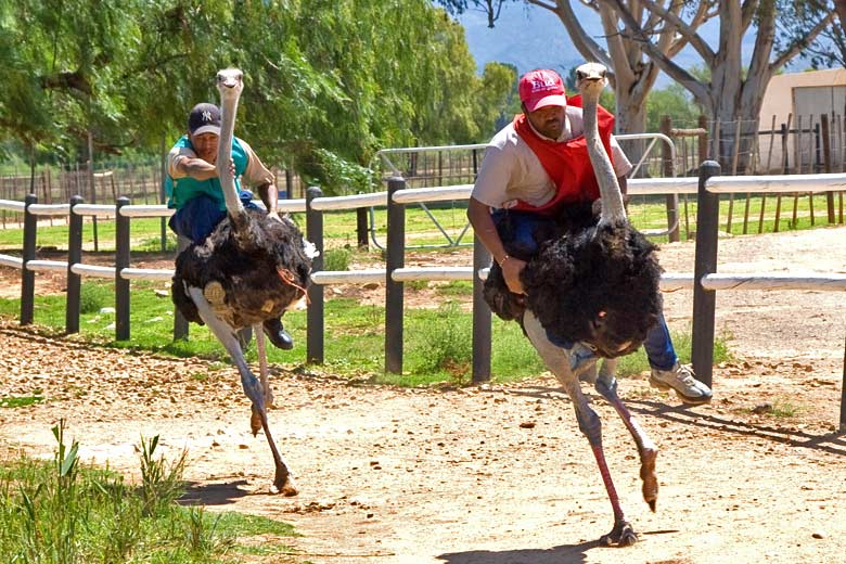 Ostrich riding demonstration