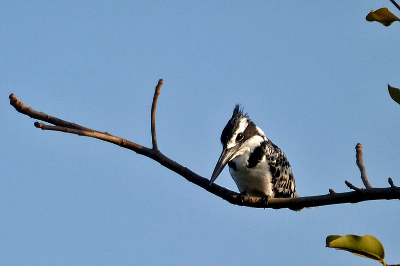 Pied kingfisher, one of hundreds of bird species found in the Gambia