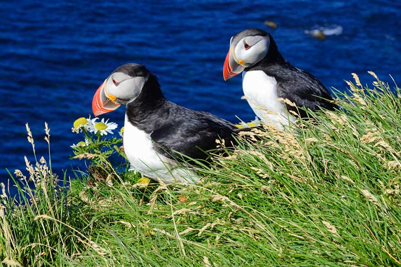 Springtime puffin-spotting in north Iceland -
