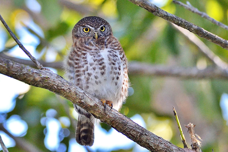 Pygmy owl in the Zapata swampland