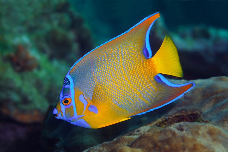 Beautiful Queen Angelfish on a reef in St Lucia
