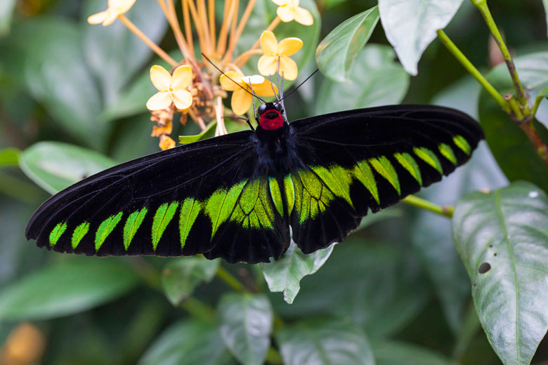 Rajah Brooke's Birdwing, the national butterfly