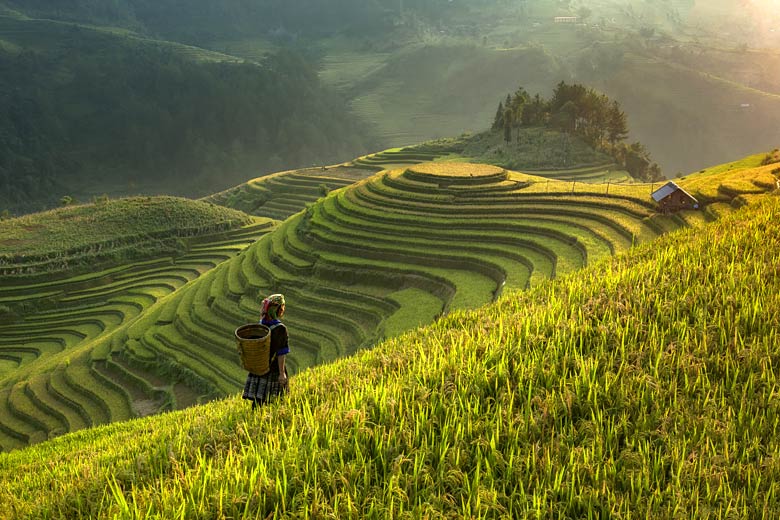 Rice terraces in the mountains of Lào Cai Province, Vietnam