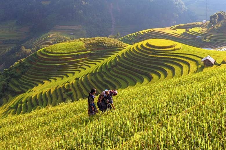 Rice terraces in the mountains near Sapa