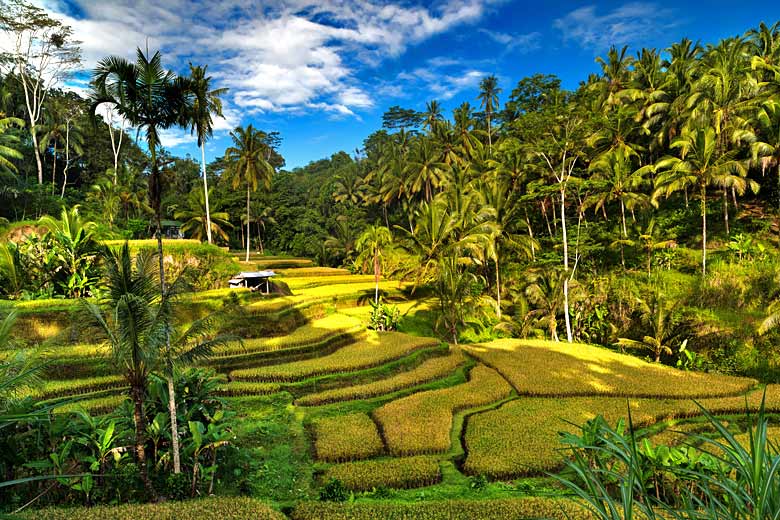 Rice terraces on the edge of a forest near Ubud, Bali