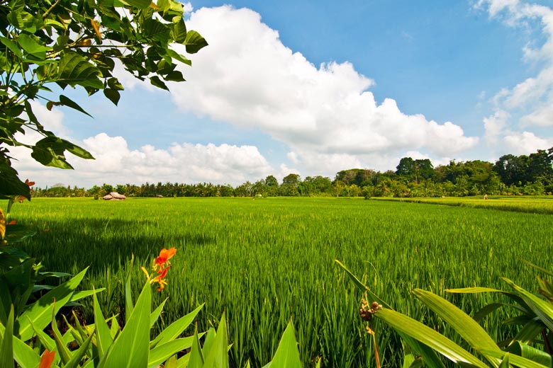 Ricefields on the outskirts of Ubud, Bali