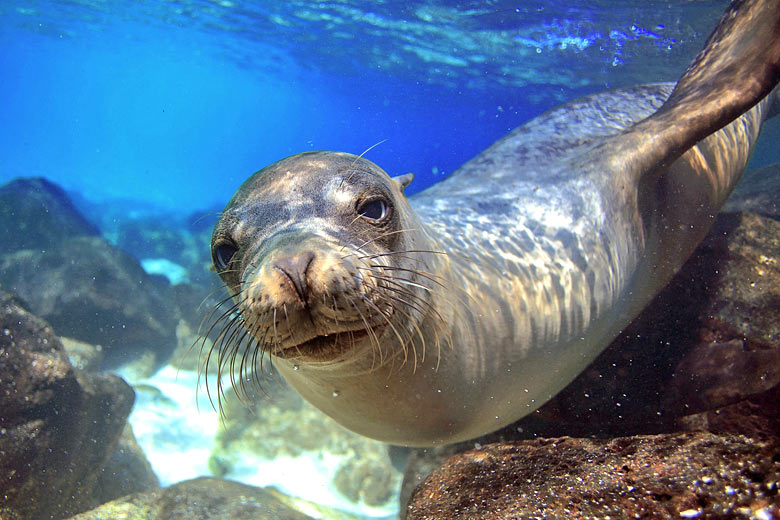 Snorkelling with sea lions in the Galapagos