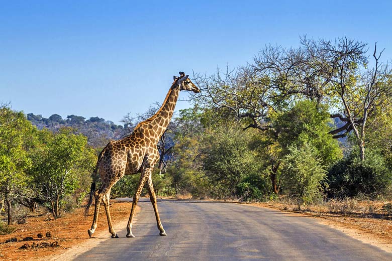 Safaris in Kruger National Park, South Africa