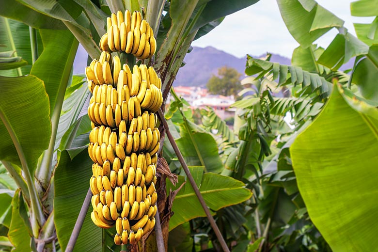 Sweet Madeiran bananas ripe for the picking
