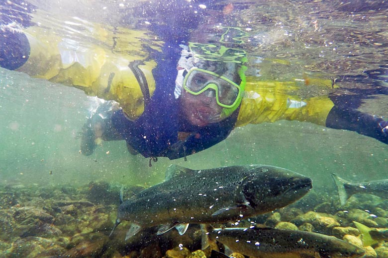 Swimming with salmon in the Suldalslagen River