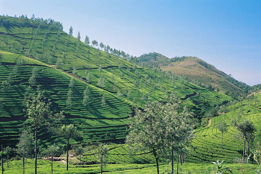 Tea Plantation, Kerala