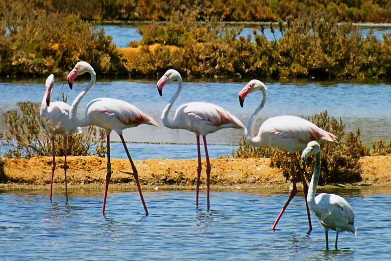 Undiscovered Algarve guide, Portugal - Flamingos in the wild